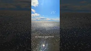 ##tusnami#Hawaii #california #video#viral?#wave