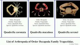 List of Arthropoda of Order Decapoda Family Trapeziidae. trapezia calocarcinus africanus speciosa