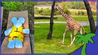 Disney's Animal Kingdom Kidani Village 2 Bedroom Savannah View, Pool, Animals & Sanaa Breakfast! 🦒🦓