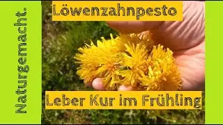 Löwenzahnpesto -  die KRAFTVOLLE Leberreinigung aus der Natur