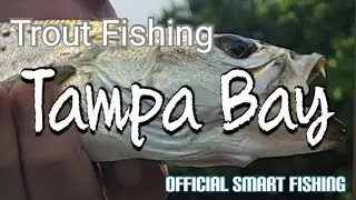 Wade Fishing For Spotted Sea Trout In Tampa Bay.  #fishing #Florida #floridafishing #trout #penn