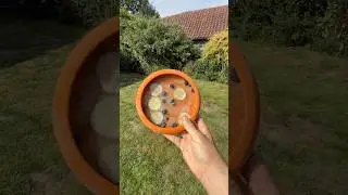 Dog Grooming Hack: LickiMat UFO