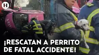 Rescatan a perrito tras volcadura de un taxi en San Antonio Abad; el conductor perdió la vida