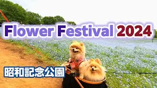 Flower Festival 2024！ネモフィラ 花畑！昭和記念公園！
