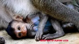 Incredible! Baby Monkey Lizza Never Give Up Even Mom Grooming For Her, Wonderful