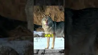 Wolves Have a Secret Communication System!