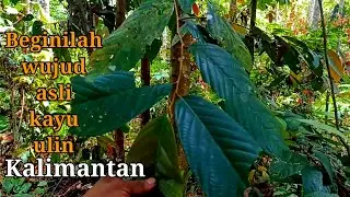 MENGENAL POHON ULIN || KAYU TERKUAT DI MUKA BUMI JENIS DAUN DAN JUGA BATANG POHONNYA