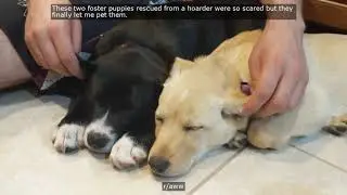 best videos from reddit #3