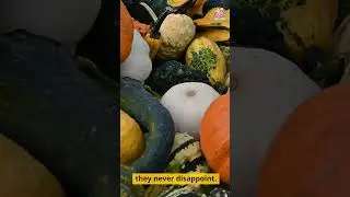 Pumpkins and gourds can be eaten raw, cooked, or roasted
