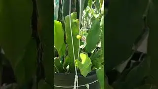 Dragon fruit buds on a rooted mature vietnamese white cutting.