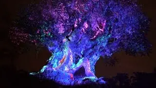 Disney's Animal Kingdom is The Best Night Time ParK | Night Time Safari & Tree Of Life Show