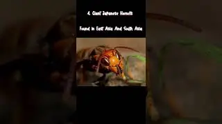 Top five dangerous insects in the world 🌎#facts #shortvideo #insects #insectsfacts