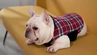 Warm Dog Coat, Reversible Dog Jacket Waterproof Dog Winter Coat British Style Plaid Dog Clothes Pet