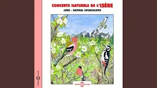 Merle Noir (Blackbird)