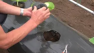 菜園だより180405カボチャ・キュウリ植え