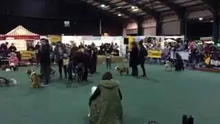 Pet Expo 2014 - RDS Simmonscourt