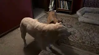 Jacey (fox red lab) loves wrestling