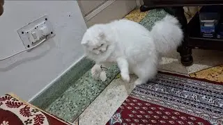&ldquo;When a Hungry Cat Tries to Catch a Fish 😂&rdquo;