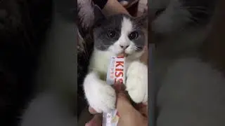 Cat throws hilarious tantrum over food