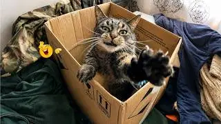 Impossible Not to Laugh at These Cats 🤣😹 | Cat Compilation 🐈
