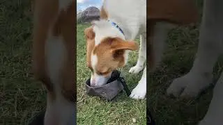 The Best Collapsible Canvas Dog Bowls For Hiking With Dogs #hiking #adventure #dogs