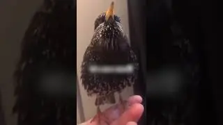 Европейский скворец звучит как робот 😲