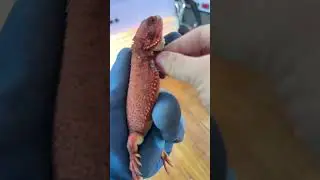 Amazing! Baby Bearded Dragon Shedding Skin! #asmr #reptiles #beardeddragon #lizardskinpeeling #pets