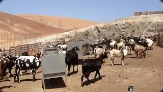 LA CABRA MAJORERA,FUERTEVENTURA playerbcn1