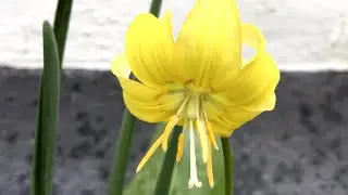Erythronium 'Pagoda' - FarmerGracy.co.uk