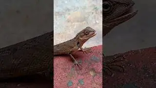 Lizard 🦎#wildanimals #shortsyoutube #short_video #lizard #lizards #katussa #කටුස්සා
