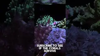 Torch coral stings other corals in Nano Reef 😫