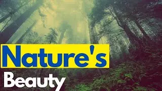 Nature sound: Ambient sound, Meditation Music, Background noise