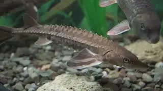 Where do all the fish come from at the New York State Fair?