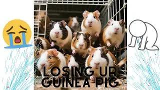 losing ur guinea pig
