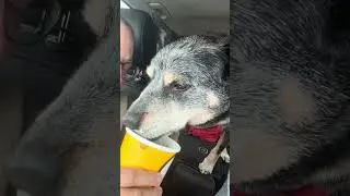 Cheeseburgers & PupCups 8-28-2023