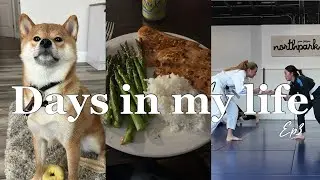 【Living in the US VLOG】Shiba Inu Playtime & Jiu-Jitsu Talk | アメリカ生活Vlog＋柔術の話