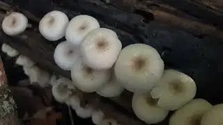 Unknown wild mushroom species in hardwood forest which look similar to turkey tail.  Ontario Canada
