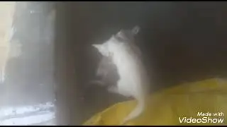 fnunny cat