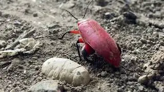 Common red soldier beetle ((रागोनीचा फुल्वा)#wildlife #insects #india #information #maharashtra
