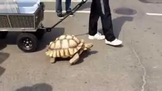TURTLE walking downtown Edmonton lol