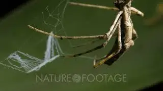 Net casting spider spinning a silk web net (1 of 3). Deinopis subrufa is a species of net-casting...