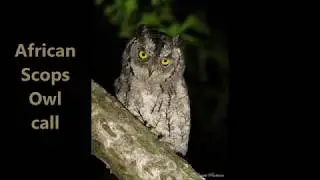 African Scops Owl calls