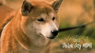 秋日和の余市川｜余市の柴犬momo ｜Canon EOS 5Dmk2 10bit Magic Lantern RAW