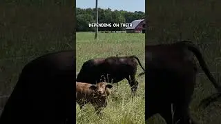 How We Safely Feed Grain to Cattle