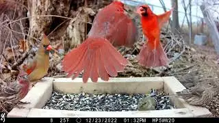 Angry Northern Cardinals