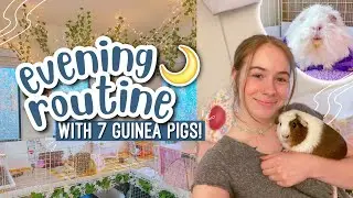 ВЕЧЕРНЯЯ РИТИНА С 7 МОРСКИМИ СВИНКАМИ! 🌙💤 | Видеоблог
