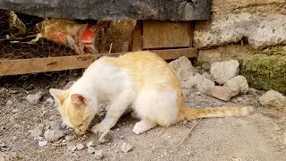 Love Cat eats meat 🍖and mashed potato 🥔 😋 😸MUST WATCH 