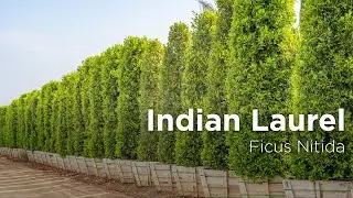 Indian Laurel | Ficus Nitida