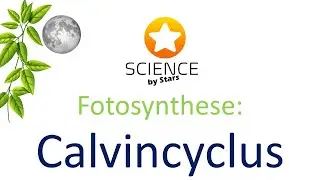 Fotosynthese: calvincyclus / donkerreacties