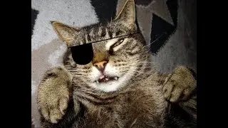 Funny Orange Cats Compilation 🧡😹 One Brain Cell, Endless Chaos